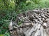 Джубга. Лермонтов сад. Порубочные остатки от вырубленных деревьев