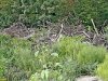 Джубга. Лермонтов сад. Порубочные остатки от вырубленных деревьев