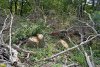 Под вторую очередь коттеджного посёлка "Лермонтов сад" вырублен древний дубовый лес