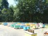 Пчеловодство - альтернативный рубкам вид пользования кавказскими лесами
