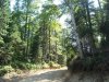 Сохранённый лес в выделе 19 квартала 45 Цицинского участкового лесничества