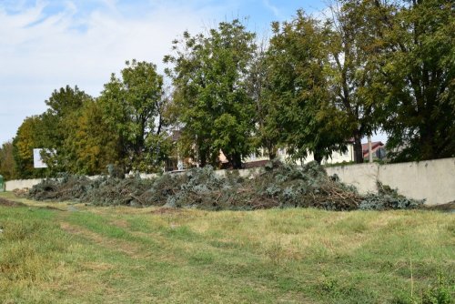 Свалка ветвей вырубленных елей на территории Аграрного университета