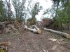 Уничтожение леса на Зелёном острове в Краснодаре