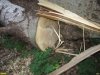 На Зелёном острове (Краснодар) уничтожаются здоровые деревья