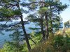 Сосна пицундская над обрывистым берегом Чёрного моря на территории так называемого квартала "Небесный"
