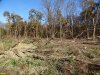 Лес Хлибизи. Вырубленные пустоши на месте уникального старовозрастного леса