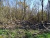 Лес Хлибизи. После вырубки строители ЛЭП не удосужились очистить лес от уничтоженных деревьев