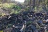 Просека через лес Хлибизи стала кладбищем загубленных при строительстве ЛЭП деревьев