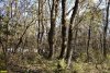 Лес Хлибизи. Посреди прекрасного дубового леса внезапно появился забор