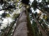 Горный пихтово-буковый лес в Адыгее