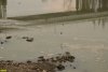 Загрязнённая Кубань в районе Тургеневского моста