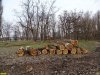 Павловский лес вырубается, в том числе, в целях продажи древесины