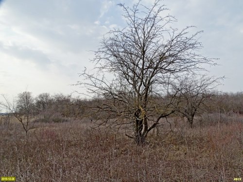 В восточной части Павловского леса сохранился участок лесостепной растительности