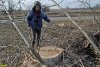 Вырубка здоровых тополей в западной части Павловского леса