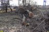 Варварская вырубка здоровых тополей в западной части Павловского леса