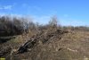Под строительство "школы для одаренных детей" в Краснодаре уничтожен участок леса