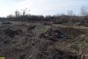 Под строительство "школы для одаренных детей" в Краснодаре уничтожен участок леса