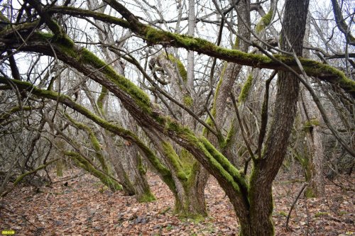 Сказочный, хотя и рукотворный лес Меклета в Белоглинском районе