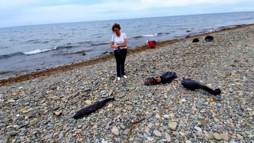 Жители и гости Анапы постоянно находят на пляжах мертвых дельфинов