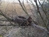 Ильинский лес в ожидании весеннего буйства жизни