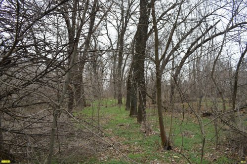 Зелёная зона возле реки Меклета  частично была высажена и выращена жителями хутора Меклета