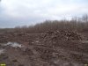 Остатки деревьев, уничтоженных при расчистке территории под строительство нового захоронения отходов Белореченского химзавода