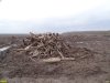 Остатки деревьев, уничтоженных при расчистке территории под строительство нового захоронения отходов Белореченского химзавода