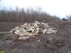 Стволы деревьев, уничтоженных при расчистке территории под строительство нового захоронения отходов Белореченского химзавода