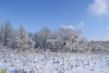 Зимний лес в окрестностях станицы Октябрьской (Белореченский район)