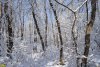 Зимний лес в долине балки Цица