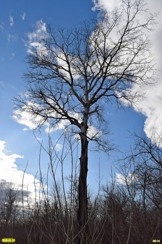 Пока еще сохранившееся дерево тополя-белолистки возле территории разработки Пойменного месторождения ПГС