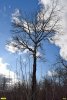 Пока еще сохранившееся дерево тополя-белолистки возле территории разработки Пойменного месторождения ПГС