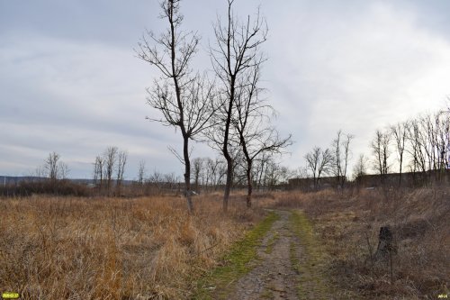 Центральный парк в пос.Черноморском был частично вырублен под предлогом реконструкции