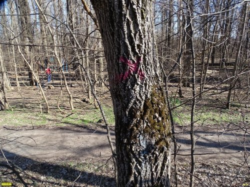 Намеченное к вырубке дерево в Парке Победы (Краснодар)