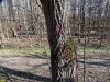 Намеченное к вырубке дерево в Парке Победы (Краснодар)