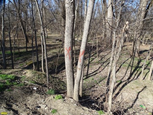 Намеченные к вырубке деревья в Парке Победы (Краснодар)