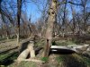 Намеченное к вырубке дерево в Парке Победы (Затон) в Краснодаре