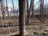 Намеченное к вырубке дерево в Парке Победы (Затон) в Краснодаре