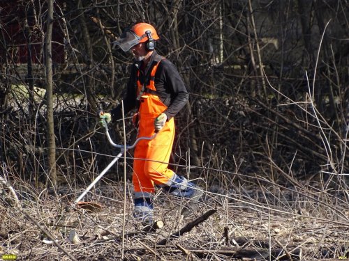 В Парке Победы (Затон) в Краснодаре происходит незаконная вырубка здоровых деревьев