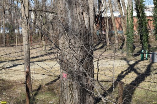 В Парке Победы (Затон) в Краснодаре планируется незаконная вырубка здоровых деревьев