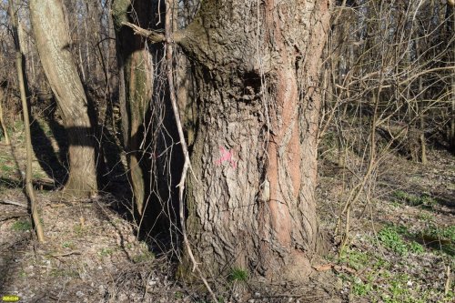 В Парке Победы (Затон) в Краснодаре планируется незаконная вырубка здоровых деревьев