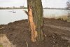 Дерево, повреждённое при "благоустройстве" берега озера Старая Кубань