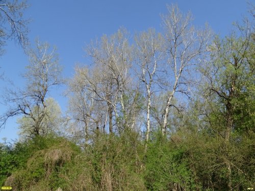 Белореченский лес