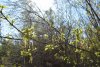Белореченский лес. Весна. Жизнь расцветает