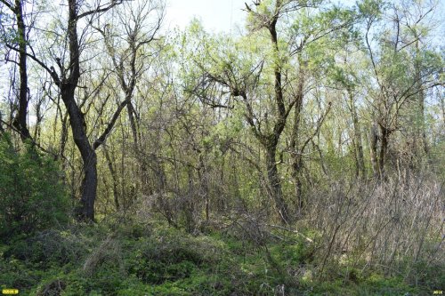 Белореченский лес