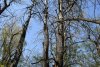 Огромные деревья тополя белого в Белореченском лесу