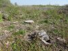 Белореченский лес: старовозрастные деревья вырубили для добычи ПГС