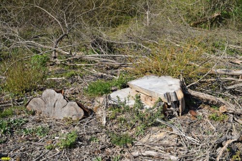 Белореченский лес: старовозрастные деревья пошли под снос в целях добычи здесь полезных ископаемых