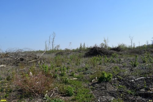 Огромная пустыня вырубки в южной части Белореченского леса