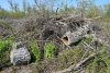 Последствия варварской вырубки в южной части Белореченского леса